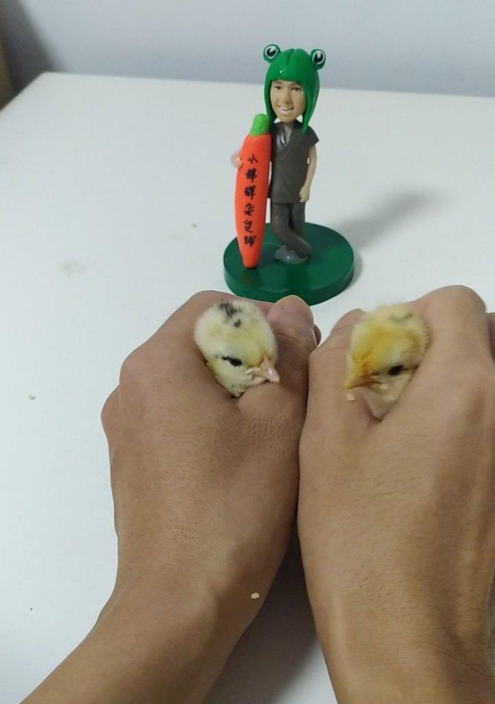孵小鸡的技巧与注意事项（从选蛋到照顾，助你成功孵出可爱小鸡）