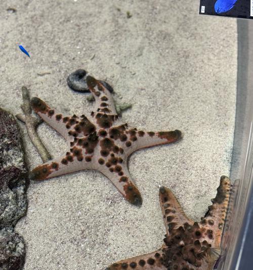 探秘海底一万米的神秘生物世界（深海奇观）